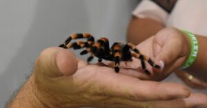 DINO EXPO & SHOW WITH SPIDERS 